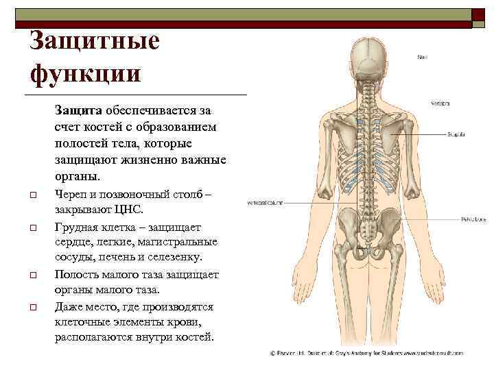 Кости счет