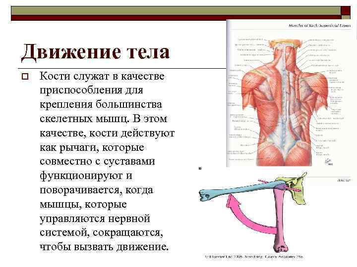 Движение тела o Кости служат в качестве приспособления для крепления большинства скелетных мышц. В