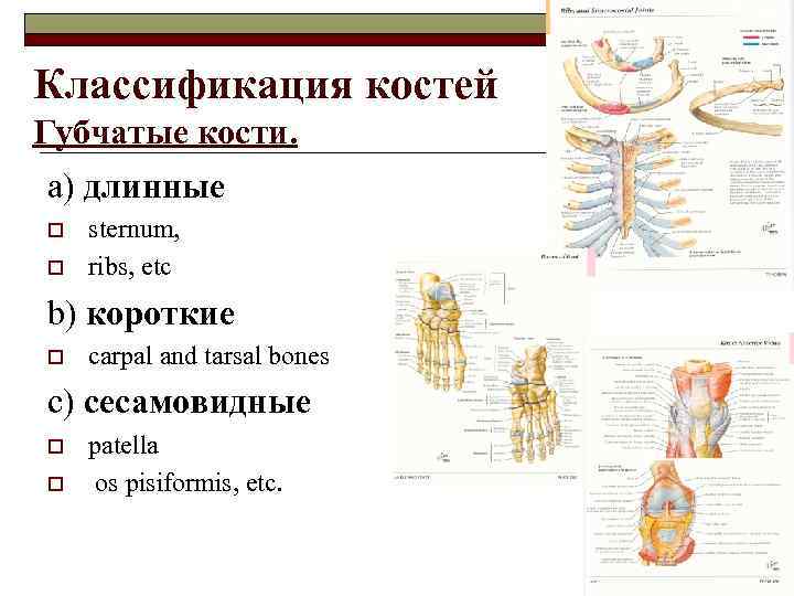 Классификация костей Губчатые кости. a) длинные o o sternum, ribs, etc b) короткие o