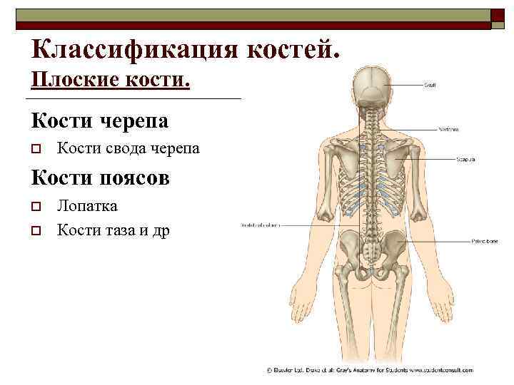 Классификация костей. Плоские кости. Кости черепа o Кости свода черепа Кости поясов o o