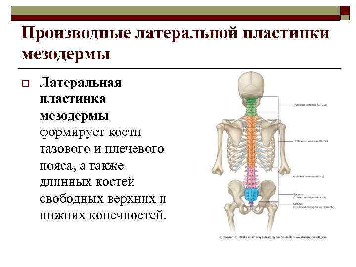 Производные латеральной пластинки мезодермы o Латеральная пластинка мезодермы формирует кости тазового и плечевого пояса,