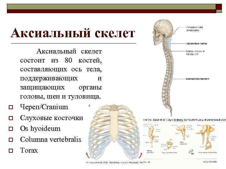 Аксиальный скелет o o o Аксиальный скелет состоит из 80 костей, составляющих ось тела,