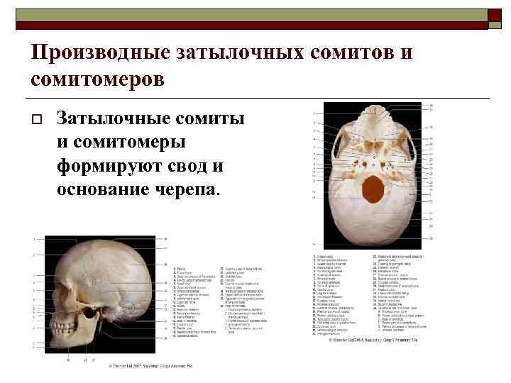 Производные затылочных сомитов и сомитомеров o Затылочные сомиты и сомитомеры формируют свод и основание