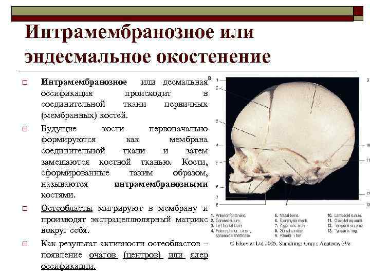 Интрамембранозное или эндесмальное окостенение o o Интрамембранозное или десмальная оссификация происходит в соединительной ткани