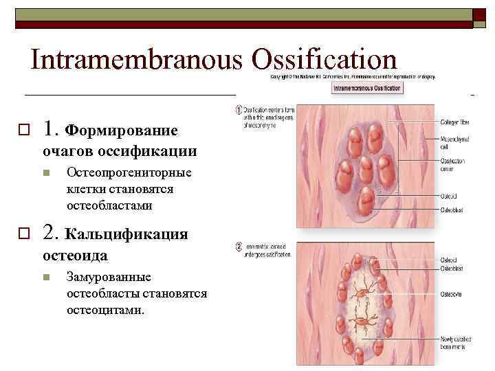 Intramembranous Ossification o 1. Формирование очагов оссификации n o Остеопрогениторные клетки становятся остеобластами 2.