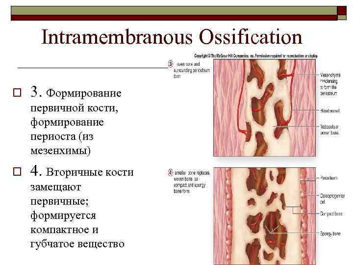 Intramembranous Ossification o 3. Формирование первичной кости, формирование периоста (из мезенхимы) o 4. Вторичные