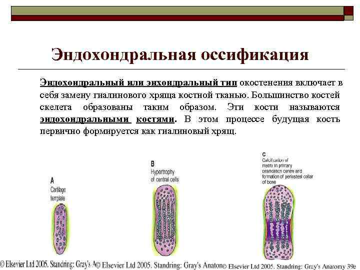 Эндохондральная оссификация Эндохондральный или энхондральный тип окостенения включает в себя замену гиалинового хряща костной