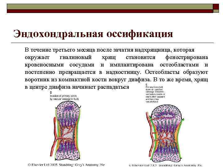 Эндохондральная оссификация В течение третьего месяца после зачатия надхрящница, которая окружает гиалиновый хрящ становится