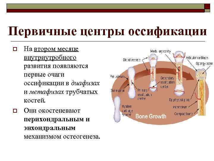 Первичные центры оссификации o o На втором месяце внутриутробного развития появляются первые очаги оссификации