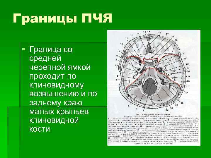 Ромбовидная ямка анатомия схема