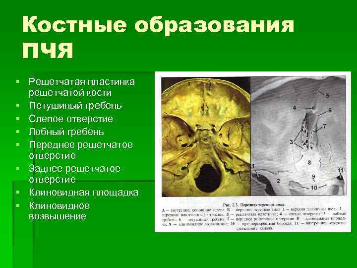 Переднее решетчатое