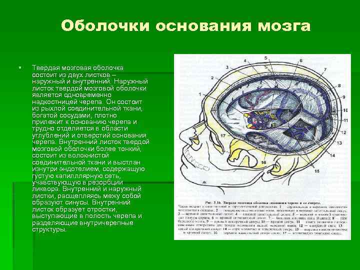 Твердо мозговая оболочка