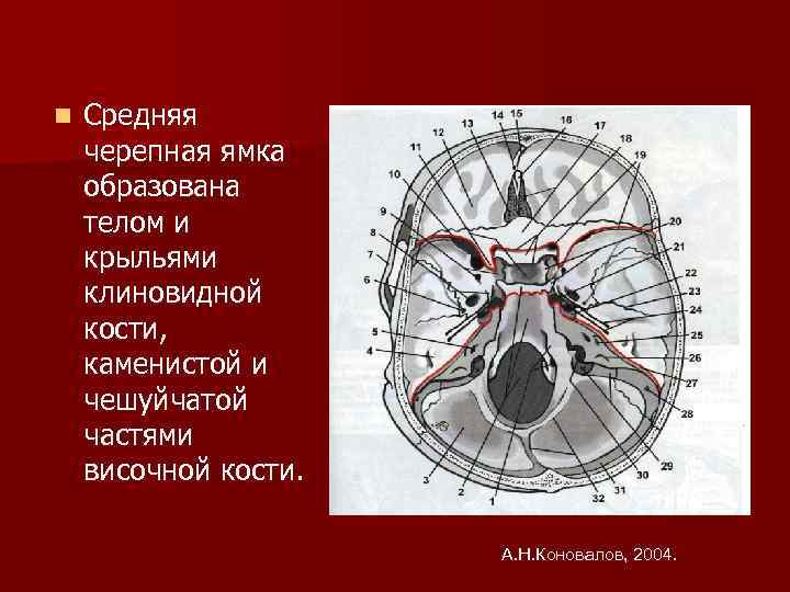 n Средняя черепная ямка образована телом и крыльями клиновидной кости, каменистой и чешуйчатой частями