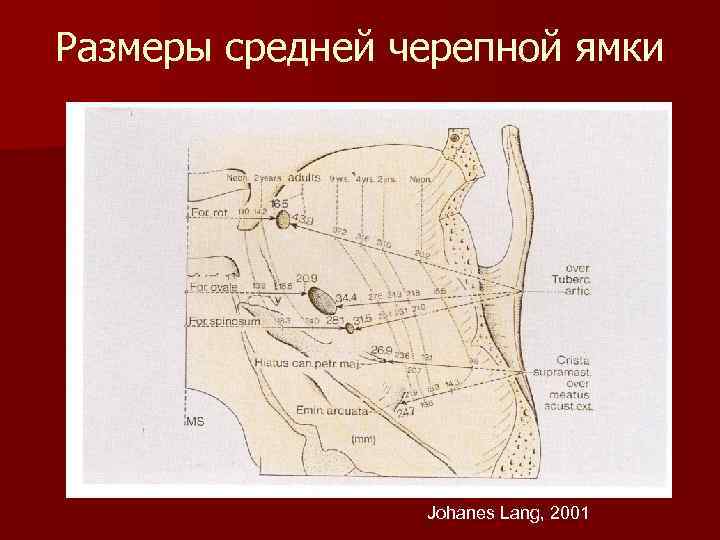 Размеры средней черепной ямки Johanes Lang, 2001 