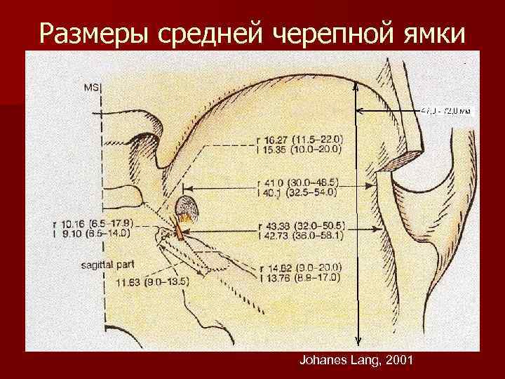 Размеры средней черепной ямки Johanes Lang, 2001 