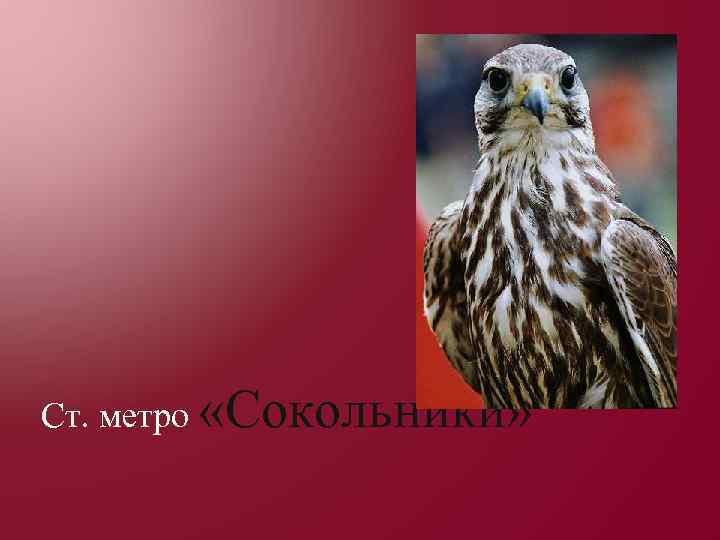 Ст. метро «Сокольники» 