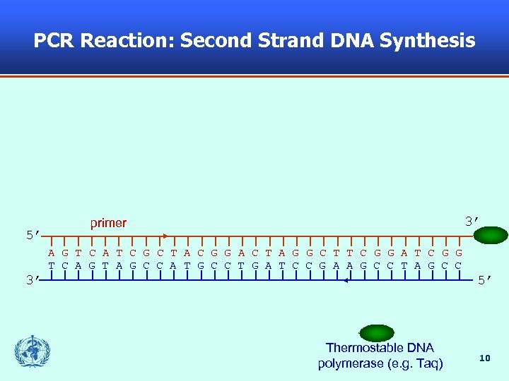 PCR Reaction: Second Strand DNA Synthesis 5’ 3’ primer A G T C A