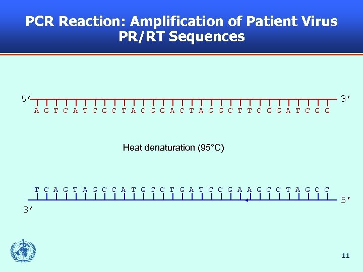 PCR Reaction: Amplification of Patient Virus PR/RT Sequences 5’ 3’ A G T C