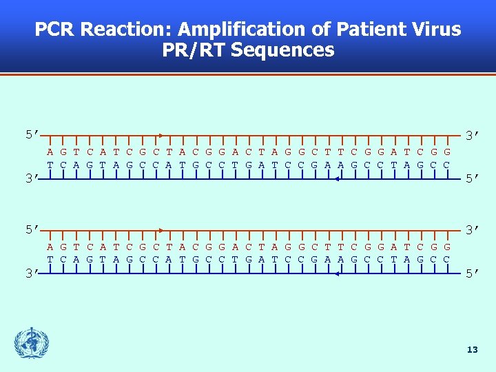 PCR Reaction: Amplification of Patient Virus PR/RT Sequences 5’ 3’ A G T C