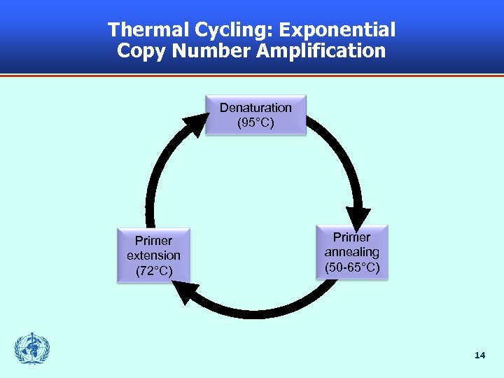 Thermal Cycling: Exponential Copy Number Amplification Denaturation (95°C) Primer extension (72°C) Primer annealing (50