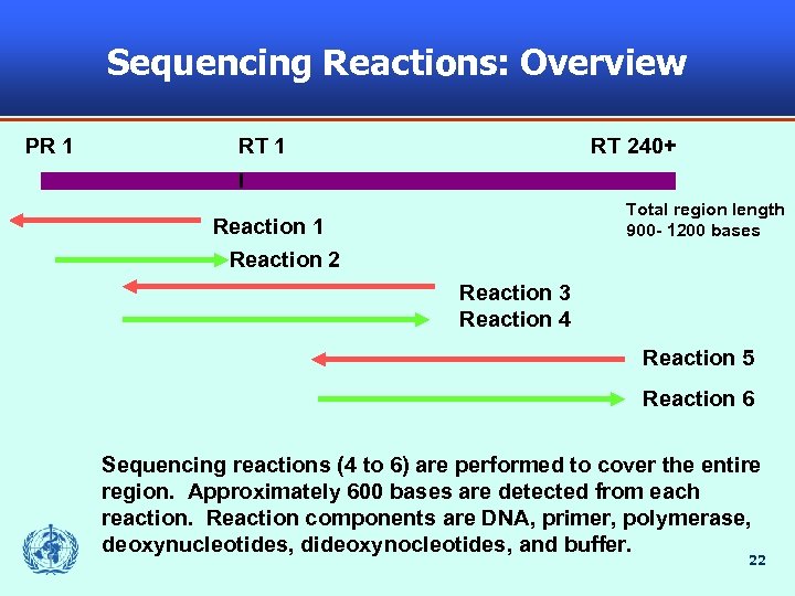Sequencing Reactions: Overview PR 1 RT 240+ Total region length 900 - 1200 bases
