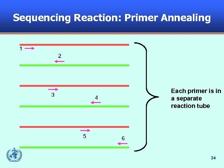 Sequencing Reaction: Primer Annealing 1 2 3 Each primer is in a separate reaction