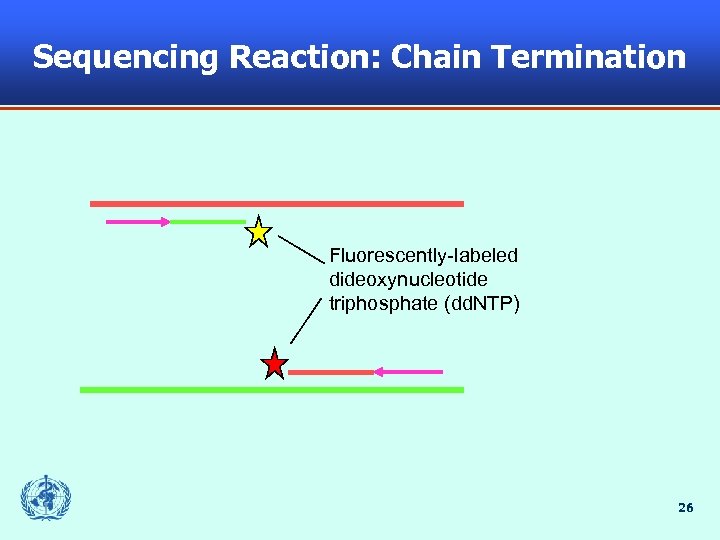 Sequencing Reaction: Chain Termination Fluorescently-labeled dideoxynucleotide triphosphate (dd. NTP) 26 