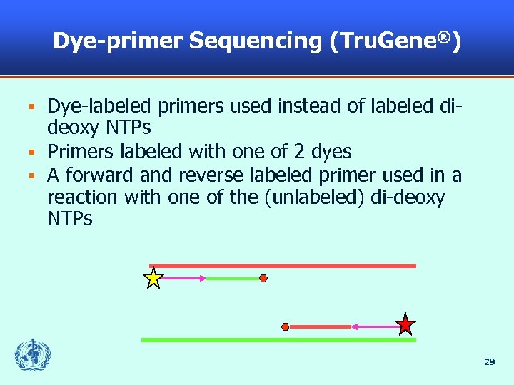 Dye-primer Sequencing (Tru. Gene®) Dye-labeled primers used instead of labeled dideoxy NTPs § Primers