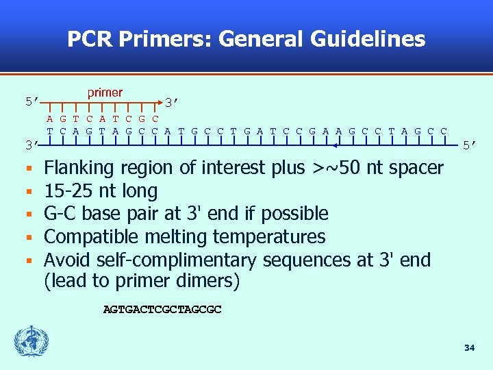 PCR Primers: General Guidelines 5’ primer 3’ A G T C A T C