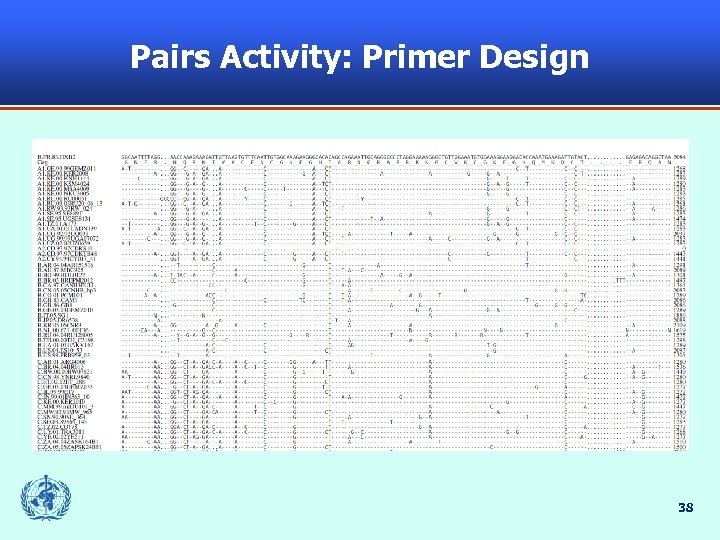 Pairs Activity: Primer Design 38 