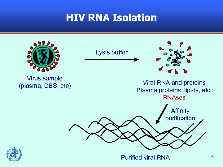 HIV RNA Isolation Lysis buffer Virus sample (plasma, DBS, etc) Viral RNA and proteins