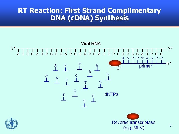 RT Reaction: First Strand Complimentary DNA (c. DNA) Synthesis Viral RNA 5’ 3’ A
