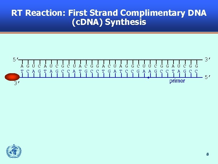 RT Reaction: First Strand Complimentary DNA (c. DNA) Synthesis 5’ 3’ A G U