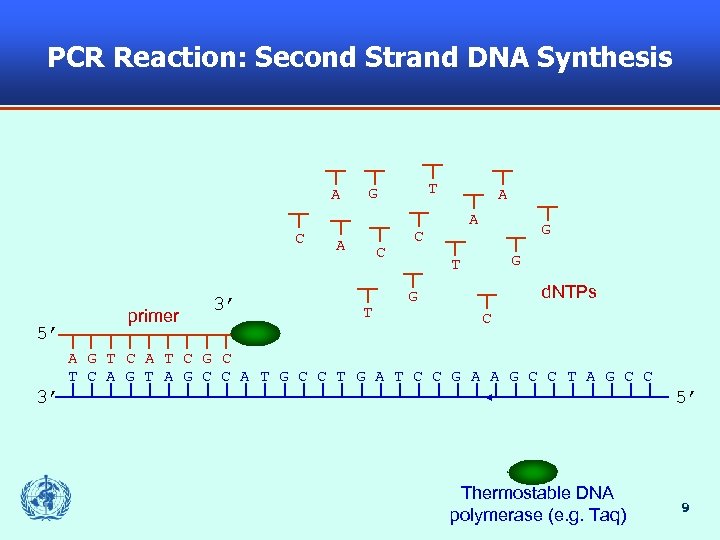PCR Reaction: Second Strand DNA Synthesis A C 5’ primer 3’ T G A