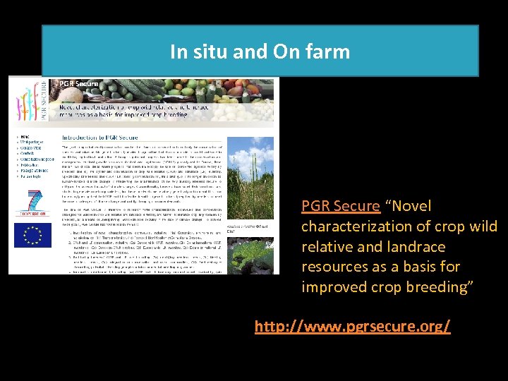 In situ and On farm PGR Secure “Novel characterization of crop wild relative and