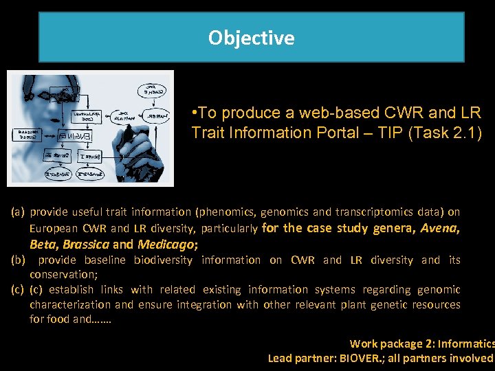 Objective • To produce a web-based CWR and LR Trait Information Portal – TIP