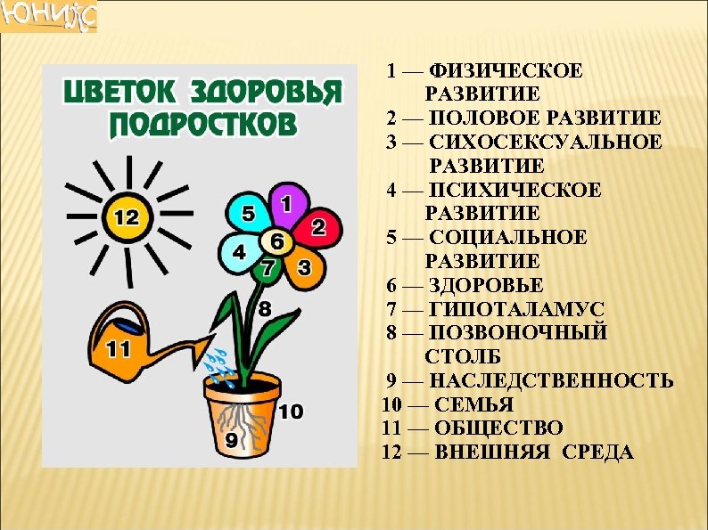 1 — ФИЗИЧЕСКОЕ РАЗВИТИЕ 2 — ПОЛОВОЕ РАЗВИТИЕ 3 — СИХОСЕКСУАЛЬНОЕ РАЗВИТИЕ 4 —