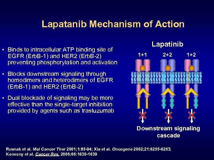 Lapatanib Mechanism of Action • Binds to intracellular ATP binding site of EGFR (Erb.