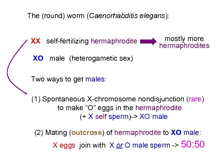 The (round) worm (Caenorhabditis elegans): XX self-fertilizing hermaphrodite mostly more hermaphrodites XO male (heterogametic