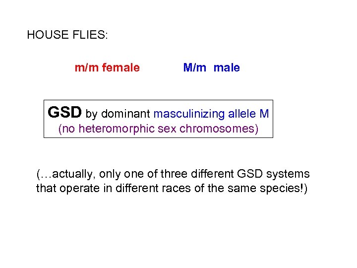 HOUSE FLIES: m/m female M/m male GSD by dominant masculinizing allele M (no heteromorphic