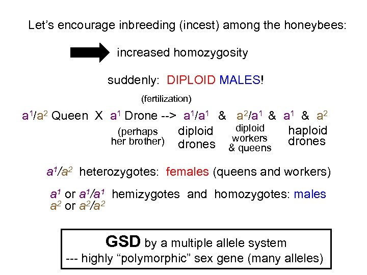 Let’s encourage inbreeding (incest) among the honeybees: increased homozygosity suddenly: DIPLOID MALES! (fertilization) a