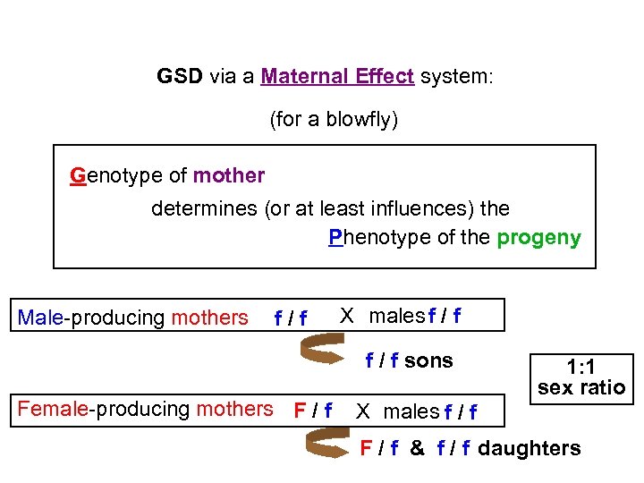 GSD via a Maternal Effect system: (for a blowfly) Genotype of mother determines (or