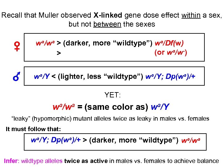 Recall that Muller observed X-linked gene dose effect within a sex, but not between
