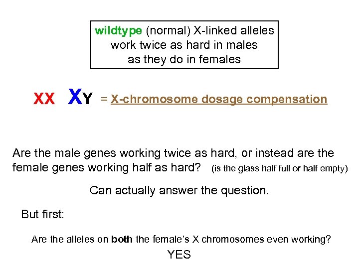 wildtype (normal) X-linked alleles work twice as hard in males as they do in
