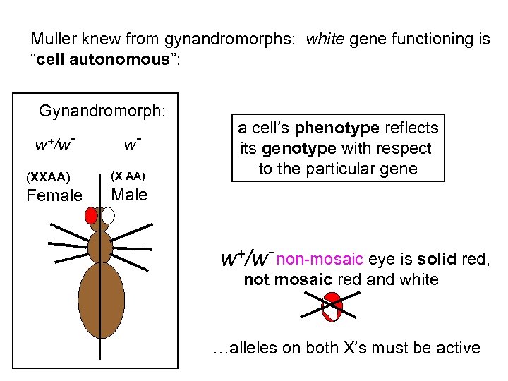 Muller knew from gynandromorphs: white gene functioning is “cell autonomous”: Gynandromorph: w+/w- w- (XXAA)