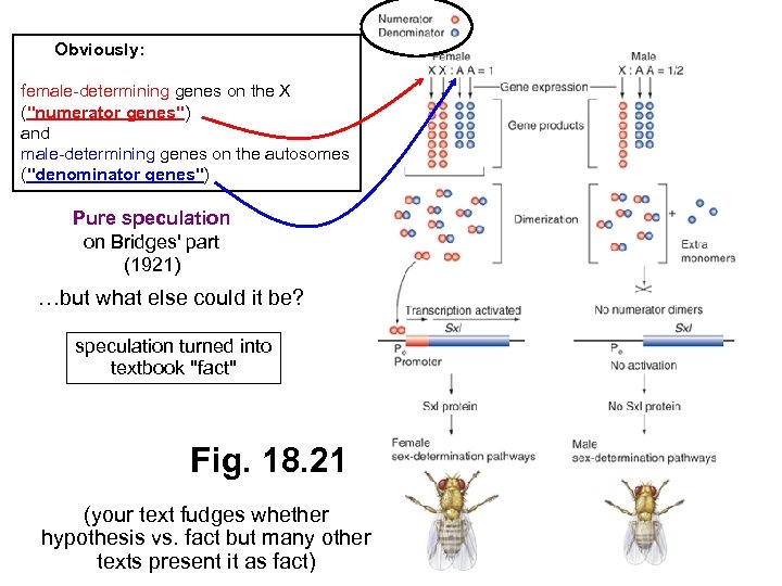 Obviously: female-determining genes on the X ("numerator genes") and male-determining genes on the autosomes
