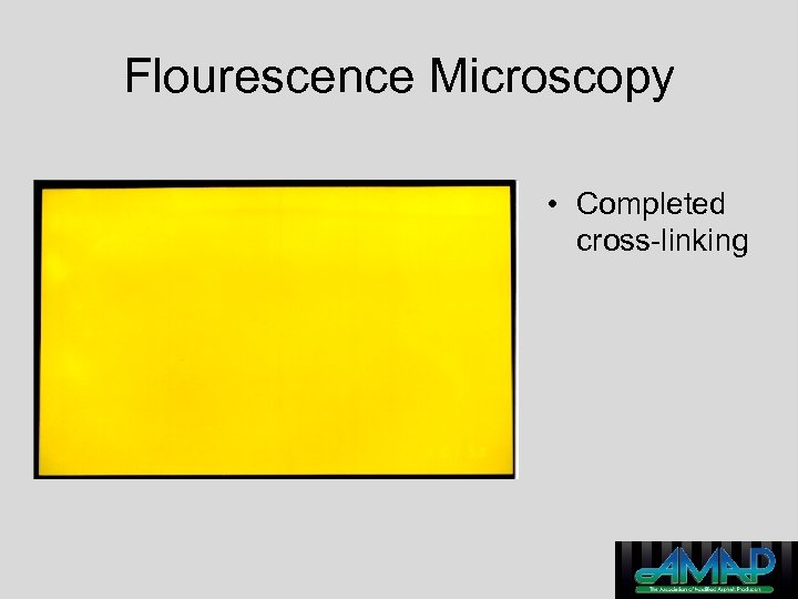 Flourescence Microscopy • Completed cross-linking 