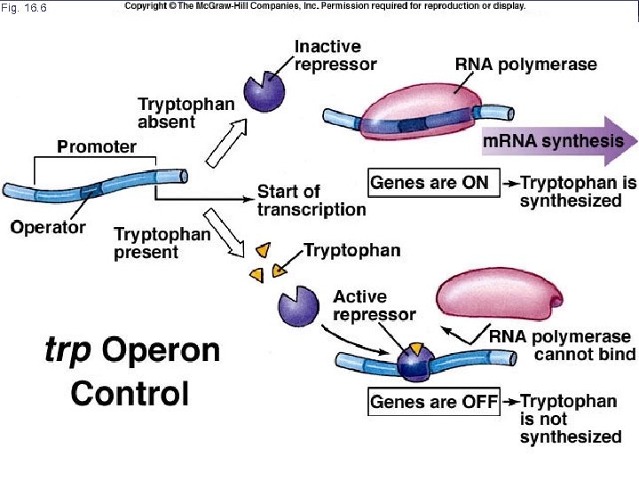 Fig. 16. 6 AP Biology 