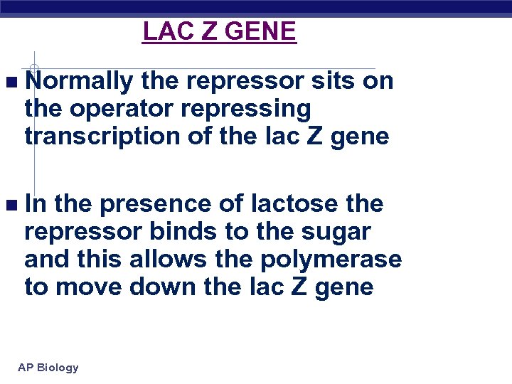 LAC Z GENE Normally the repressor sits on the operator repressing transcription of the
