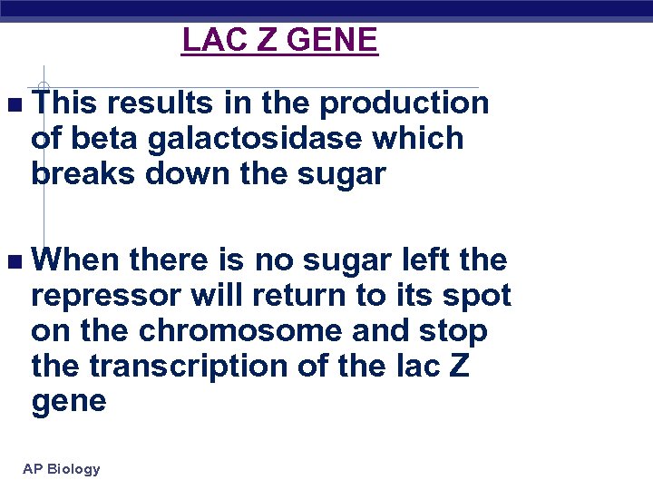 LAC Z GENE This results in the production of beta galactosidase which breaks down
